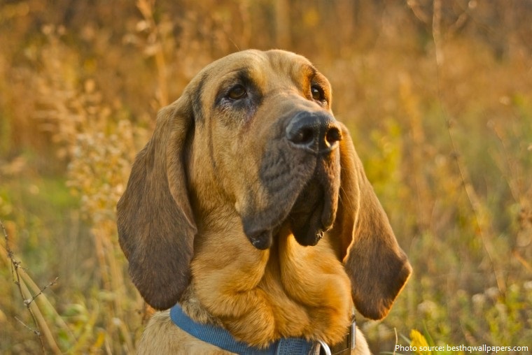 bloodhound-2