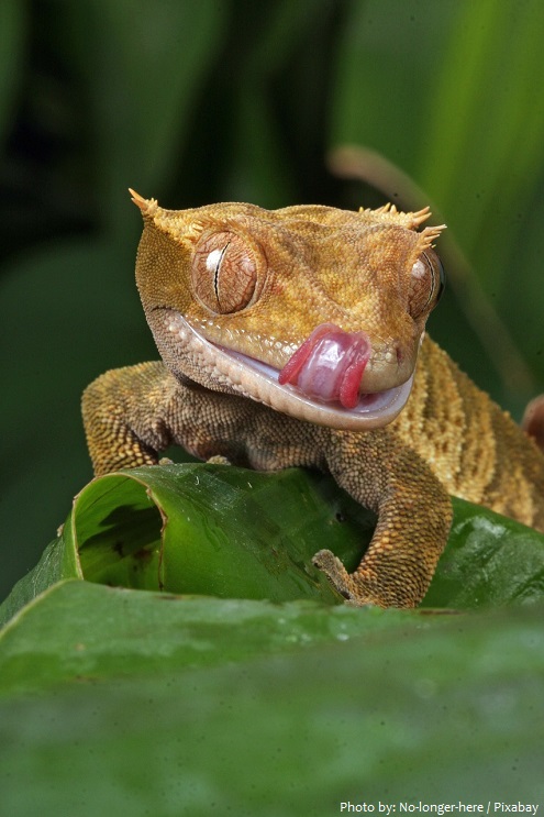 crested-gecko-5