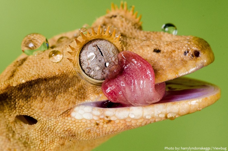 Interesting facts about crested geckos | Just Fun Facts