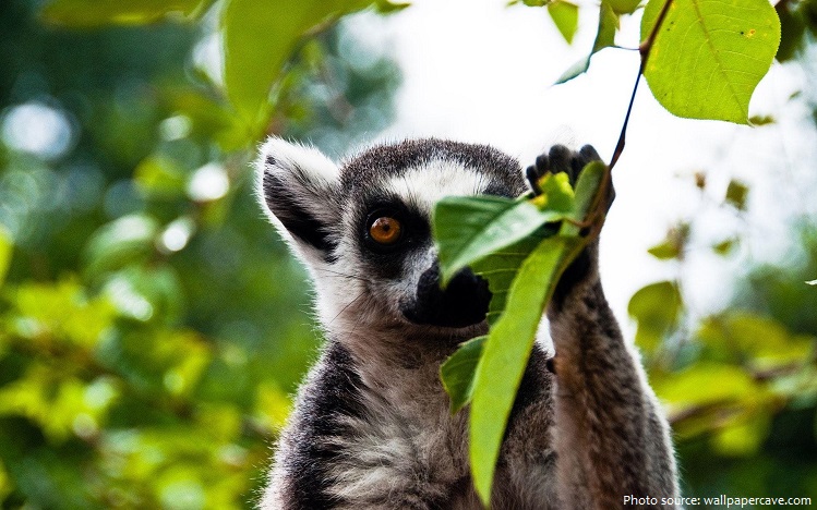 ring-tailed-lemur-2