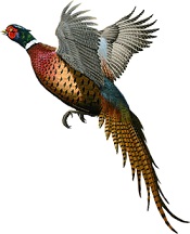 pheasant-7