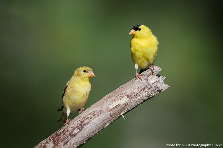 american goldfinch pair