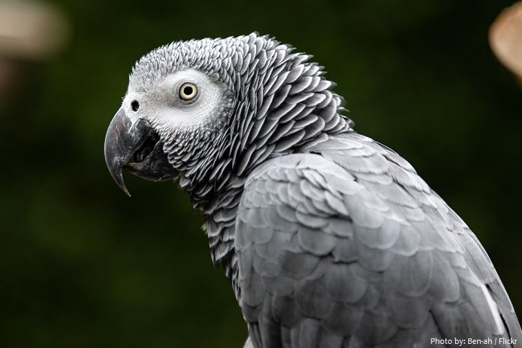 grey-parrot-4