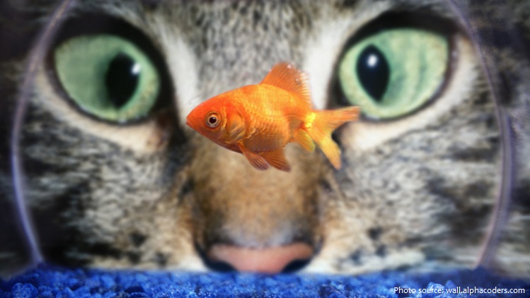 goldfish-6