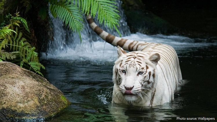 white-tiger-2