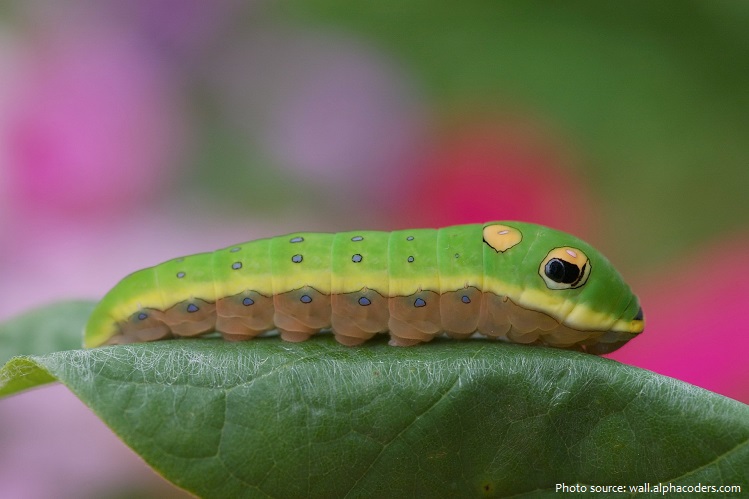 biblical-meaning-of-caterpillars