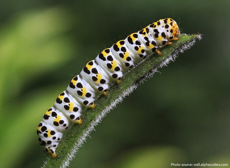 biblical-meaning-of-caterpillars