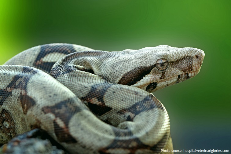 yellow boa constrictor largest