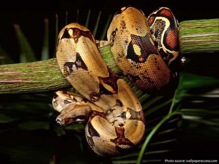 boa constrictor vs python