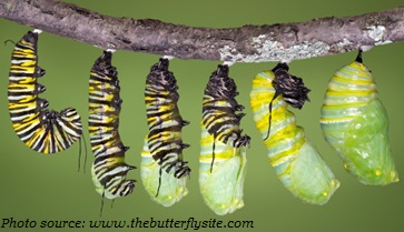 caterpillar becoming a chrysalis
