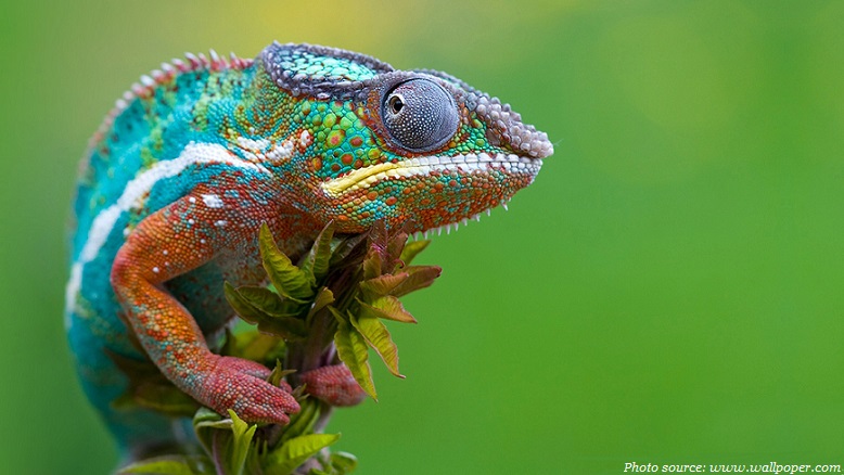 colored chameleon madagascar