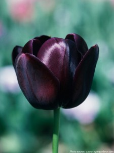 Interesting facts about tulips | Just Fun Facts