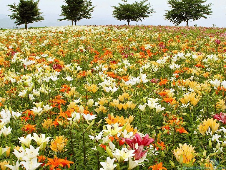field of lilies
