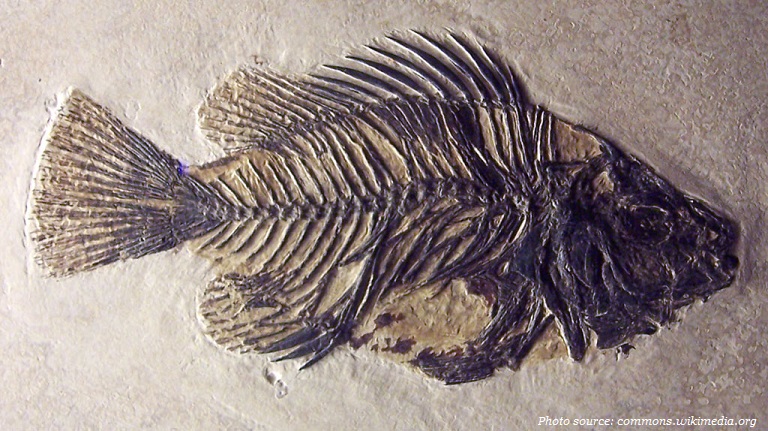 fish fosil