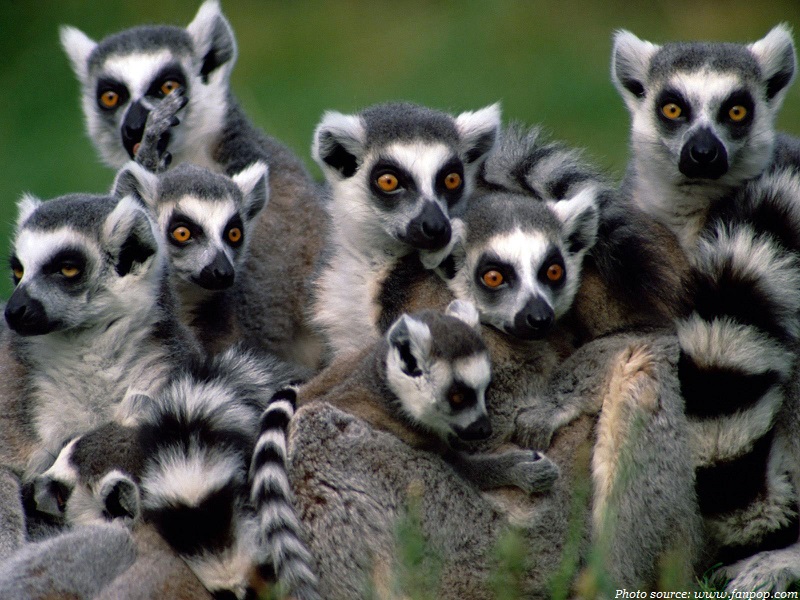 Interesting facts about lemurs | Just Fun Facts