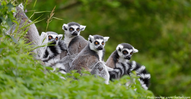 Lemur family madagascar