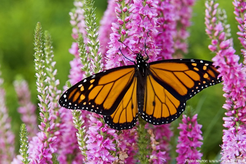 monarch-butterfly-on-a-flower