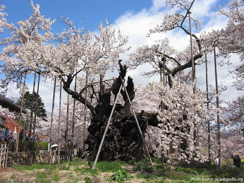 oldest-cherry-blossom-tree-in-the-world