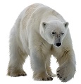 polar-bear-6