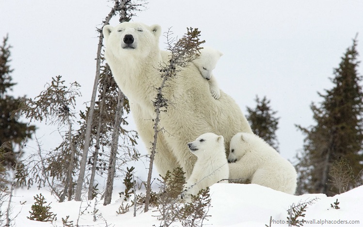 polar bear mother with cubs