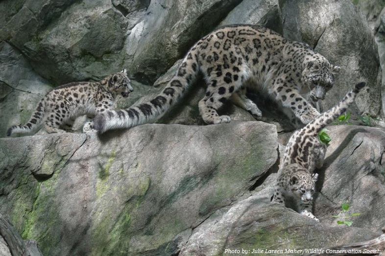 snow leopard cubs in the wild
