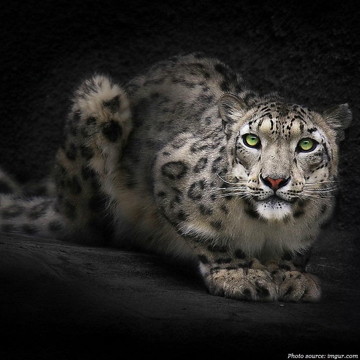 snow-leopard-green-eyes