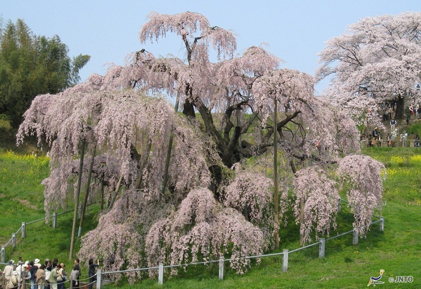 third oldest cherry blossom tree