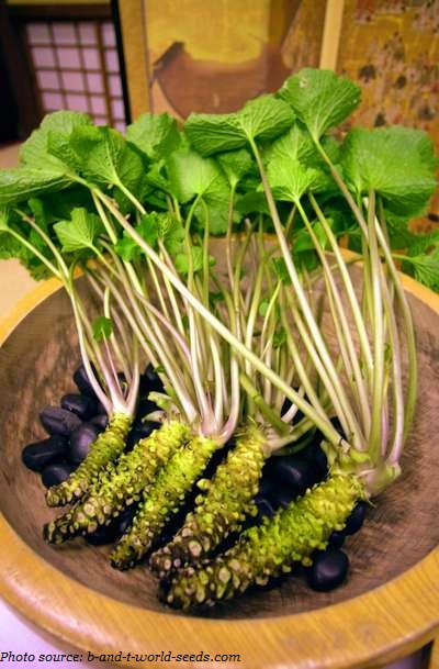 wasabi plants