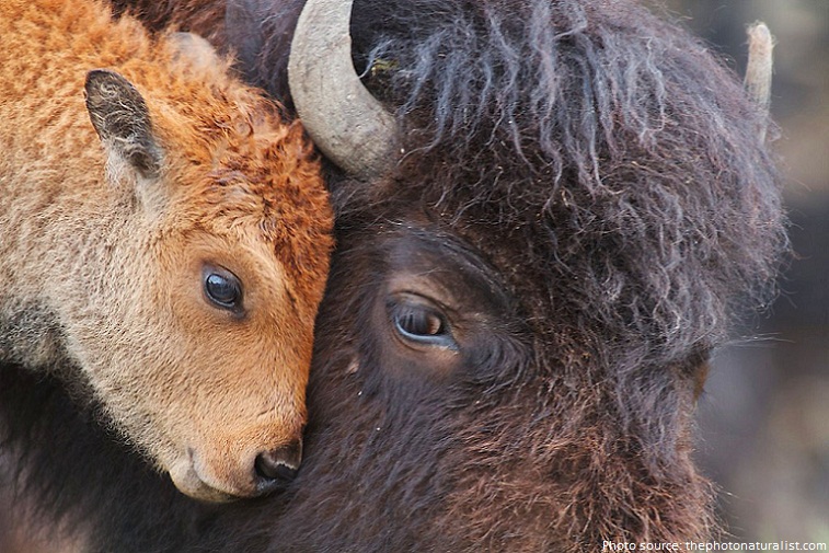 bison calf with mother