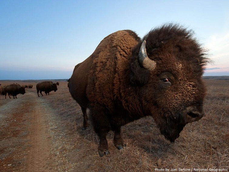 Interesting facts about bison | Just Fun Facts