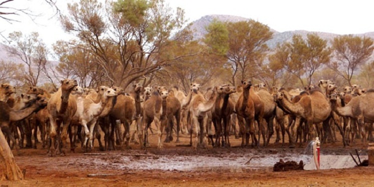 camels in search of water