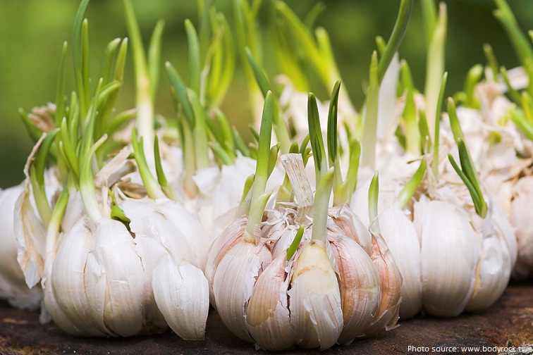 garlic grow