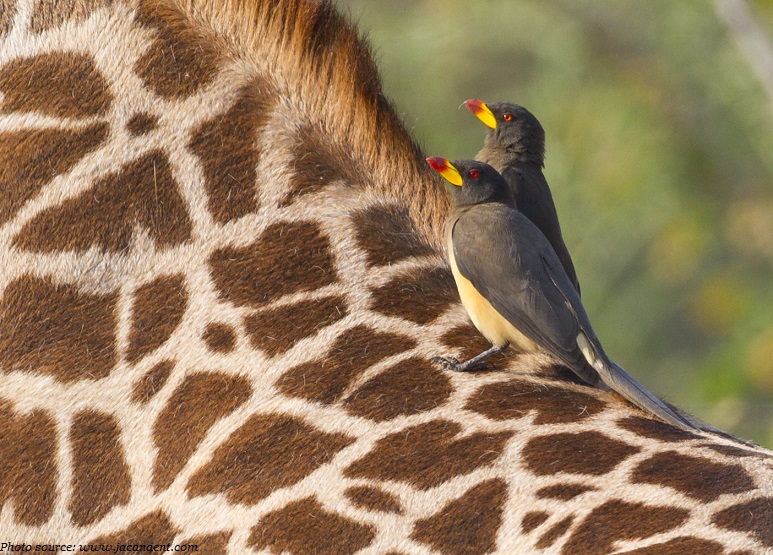 giraffes and oxpeckers