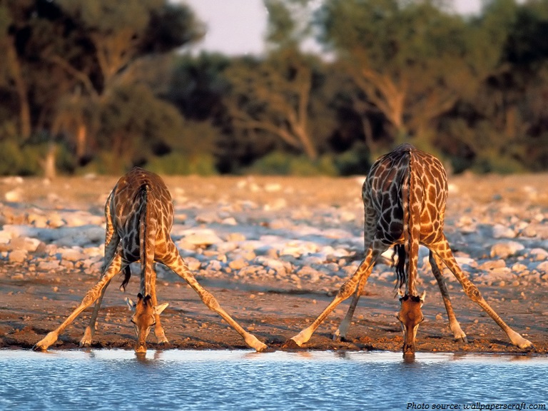 giraffes drink water