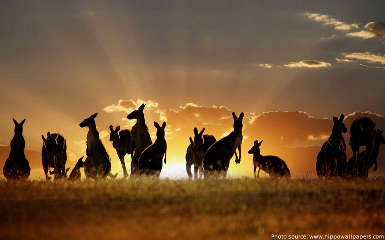 kangaroos mob