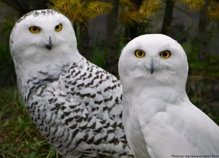 male and female snowy owls