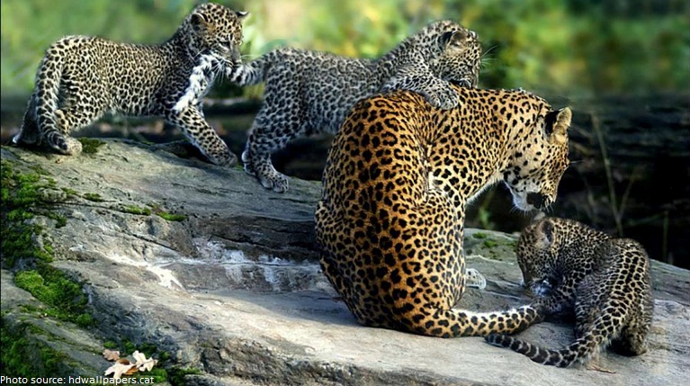 mother leopard with cubs
