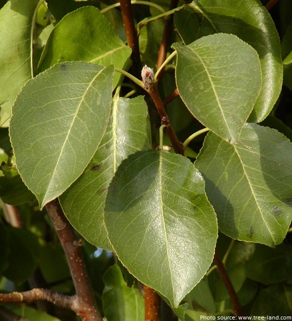 pear tree leaves