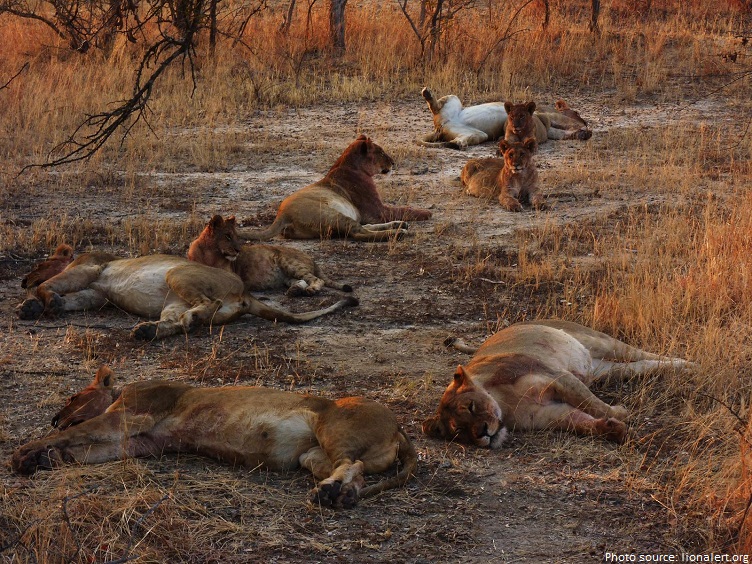 pride of lions relaxing