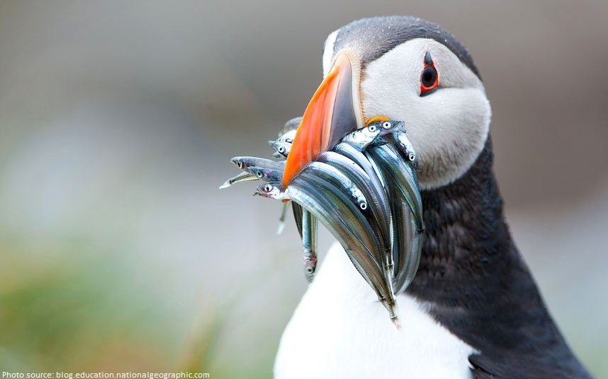 puffin with fish