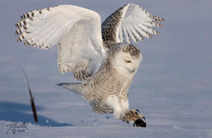 snowy owl hunting