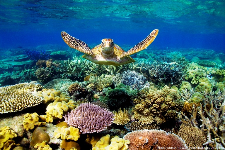 the great barrier reef sea turtle