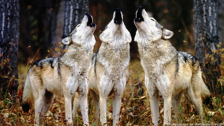 Howling wolves
