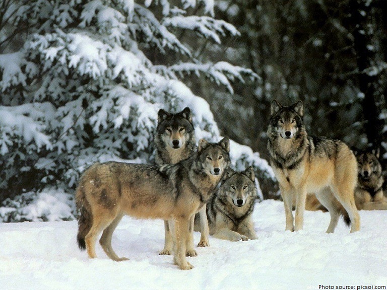 wolves pack