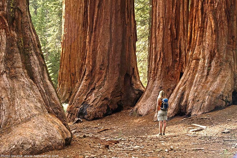 yosemite mariposa grove giant sequoias