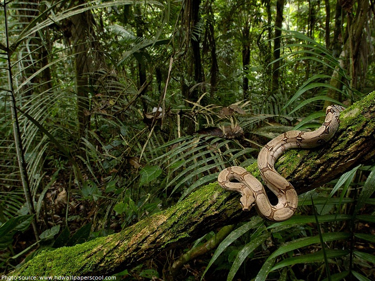amazon rainforest snake