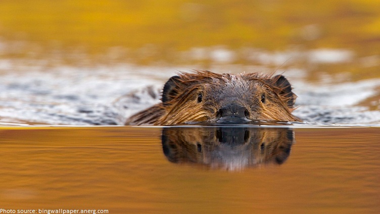 beaver swiming