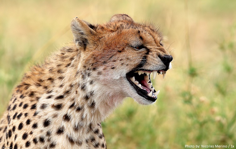 cheetah facial expressions
