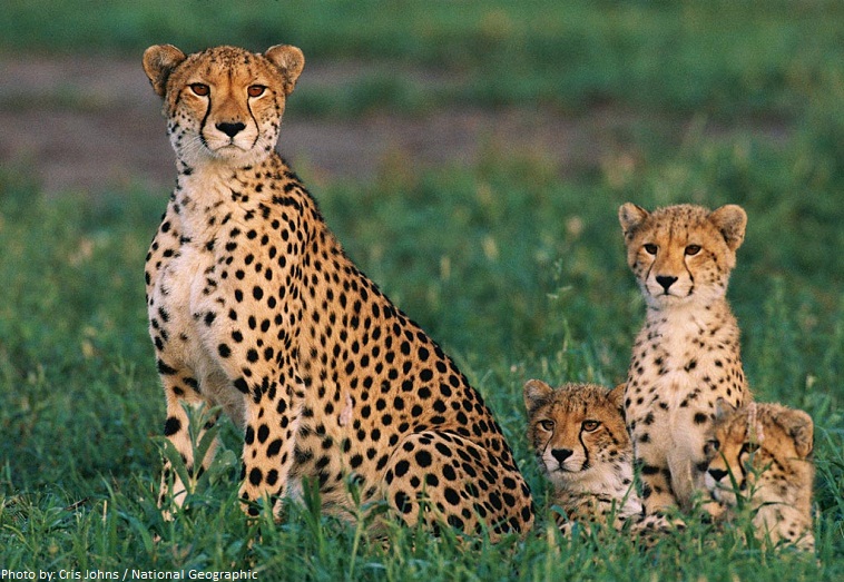 cheetah-mother-and-cubs