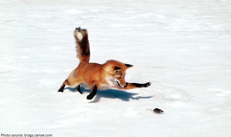 fox catching prey